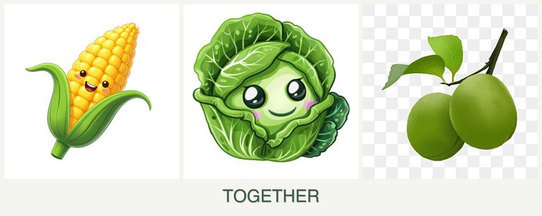 Can you plant corn, cabbage and plums together?