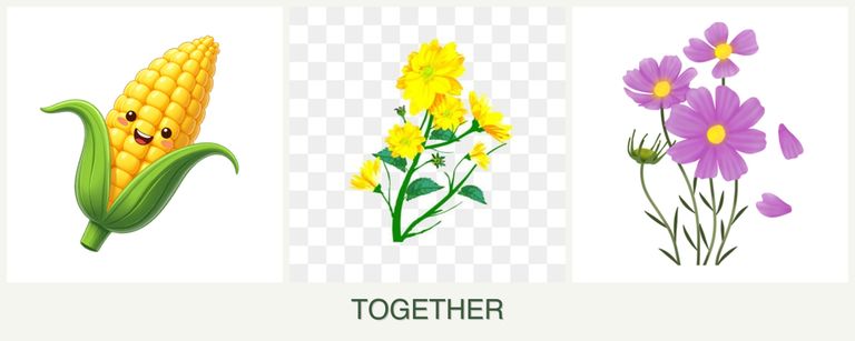 Can you plant corn, calendula and cosmos together?