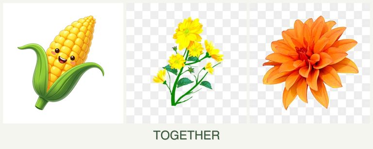 Can you plant corn, calendula and dahlias together?