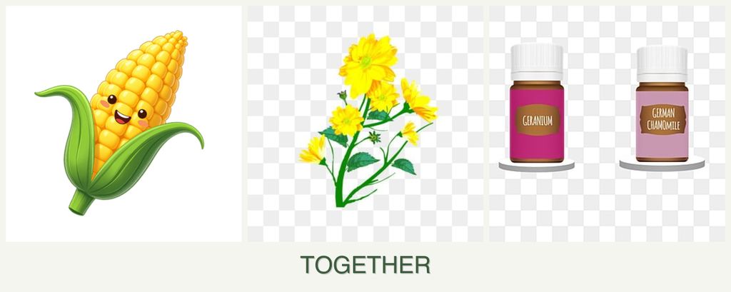 Can you plant corn, calendula and geraniums together?