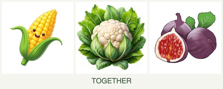 Can you plant corn, cauliflower and figs together?