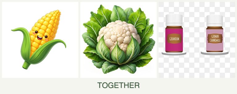 Can you plant corn, cauliflower and geraniums together?