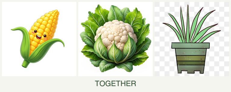 Can you plant corn, cauliflower and lemongrass together?