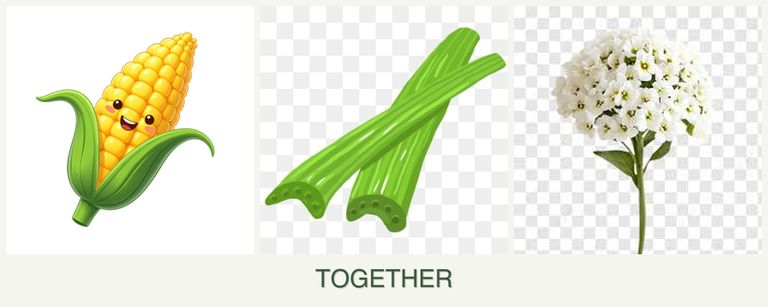 Can you plant corn, celery and alyssum together?