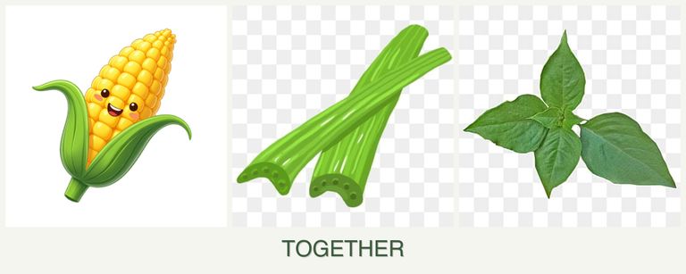 Can you plant corn, celery and basil together?