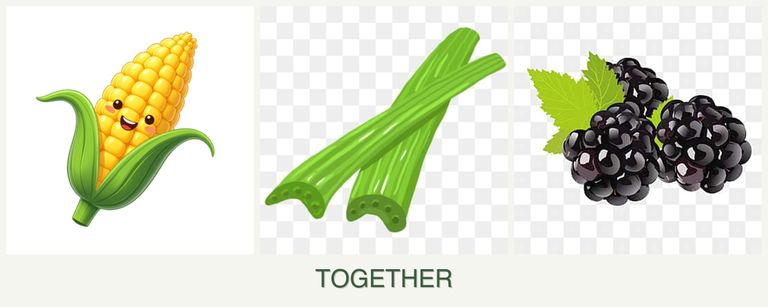 Can you plant corn, celery and blackberries together?