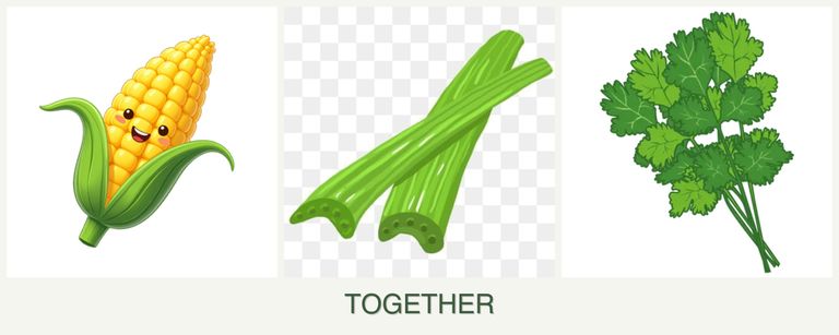 Can you plant corn, celery and cilantro together?