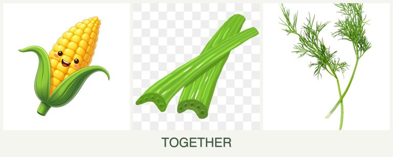 Can you plant corn, celery and dill together?
