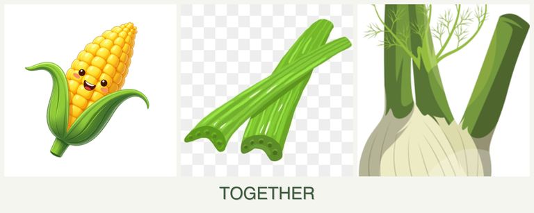 Can you plant corn, celery and fennel together?