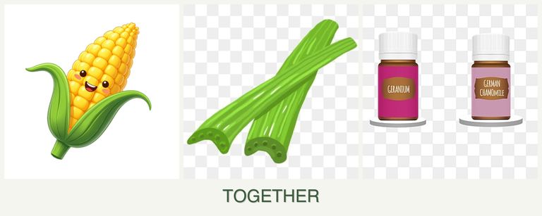Can you plant corn, celery and geraniums together?
