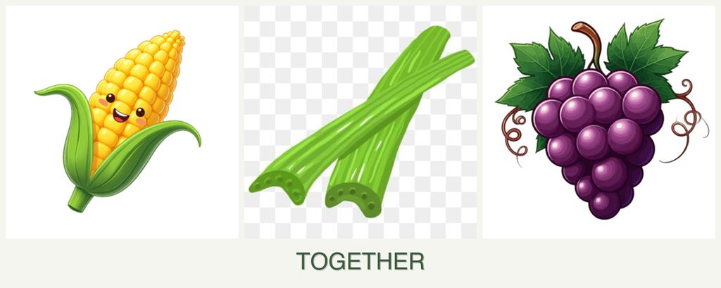 Can you plant corn, celery and grapes together?