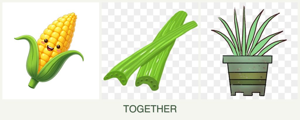 Can you plant corn, celery and lemongrass together?