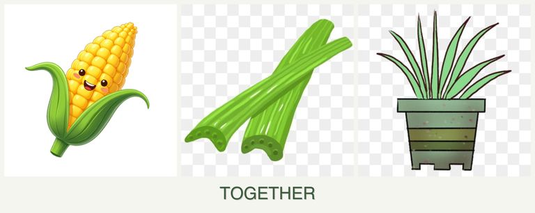Can you plant corn, celery and lemongrass together?
