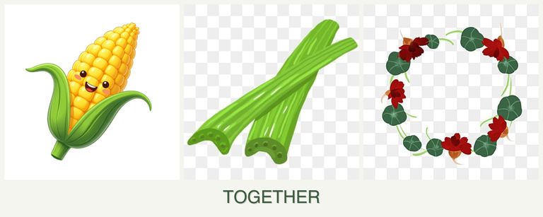 Can you plant corn, celery and nasturtiums together?