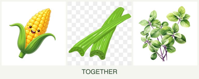 Can you plant corn, celery and oregano together?