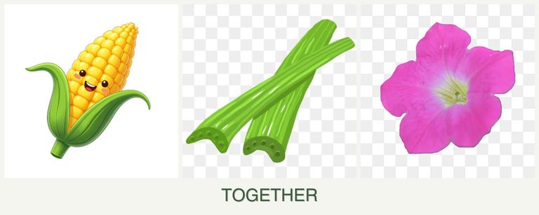 Can you plant corn, celery and petunias together?