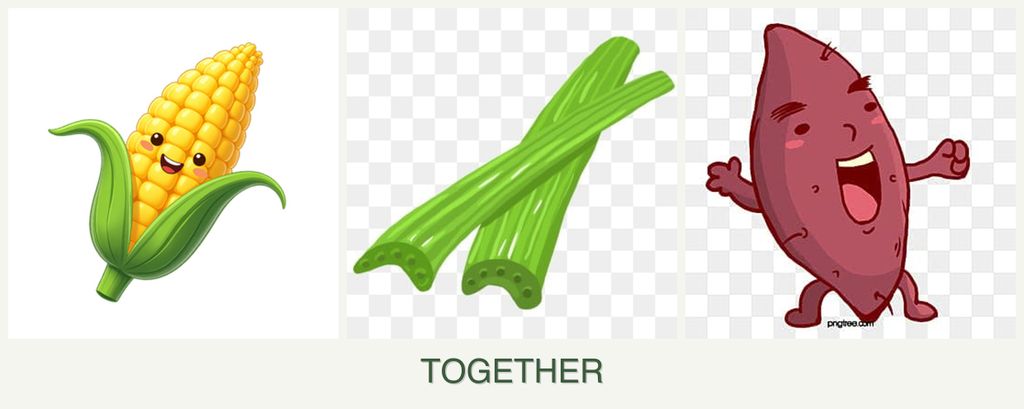 Can you plant corn, celery and sweet potatoes together?