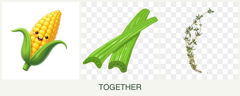 Can you plant corn, celery and thyme together?