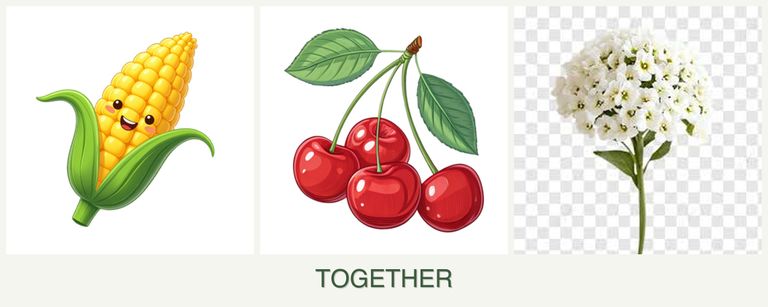 Can you plant corn, cherries and alyssum together?