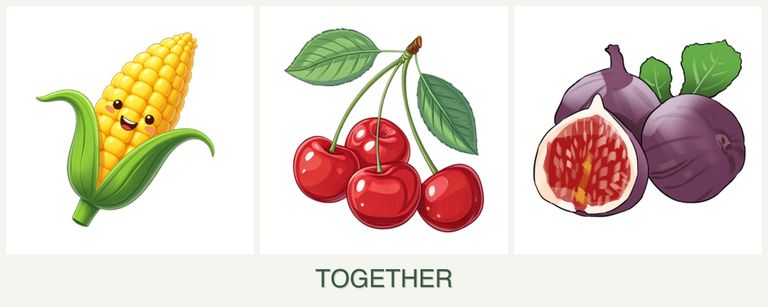 Can you plant corn, cherries and figs together?