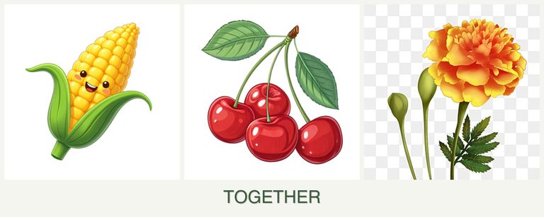 Can you plant corn, cherries and marigolds together?