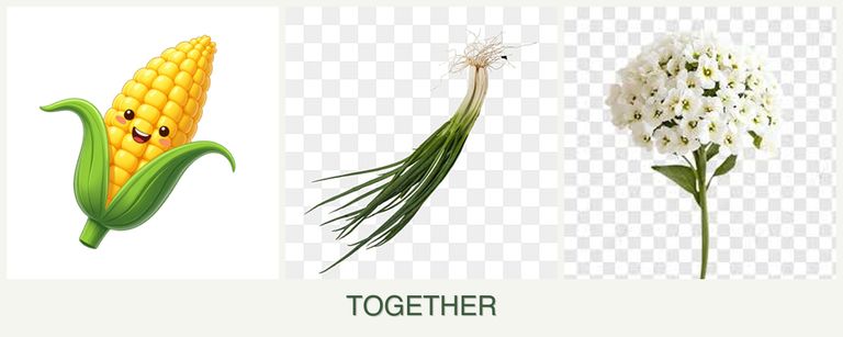 Can you plant corn, chives and alyssum together?