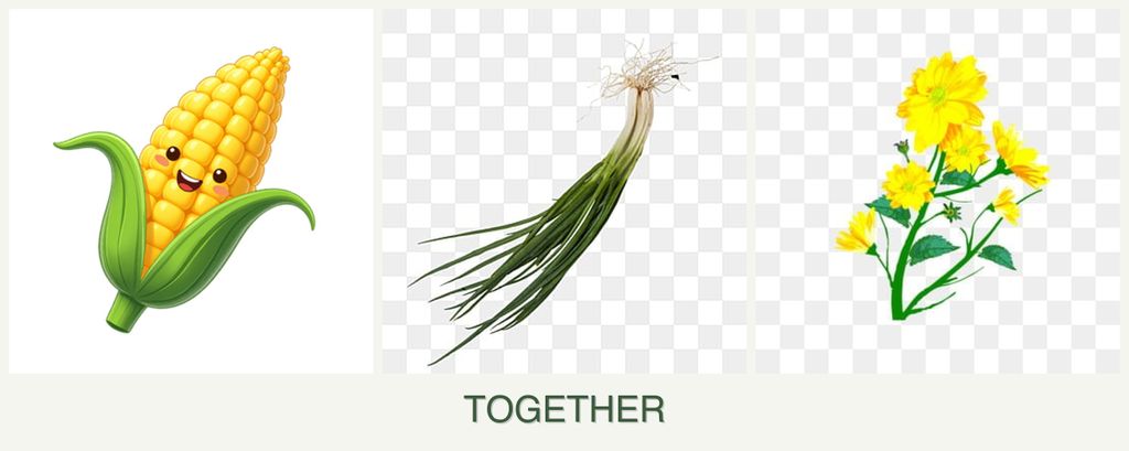 Can you plant corn, chives and calendula together?