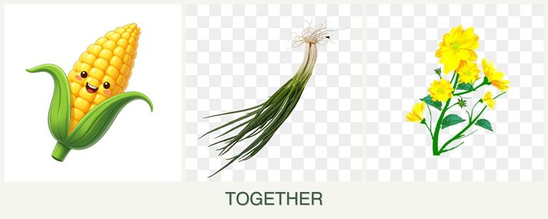Can you plant corn, chives and calendula together?