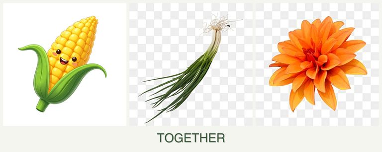 Can you plant corn, chives and dahlias together?