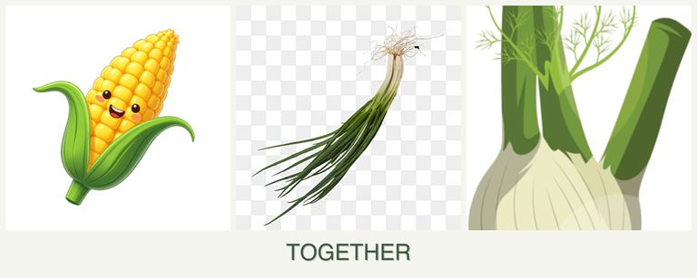 Can you plant corn, chives and fennel together?