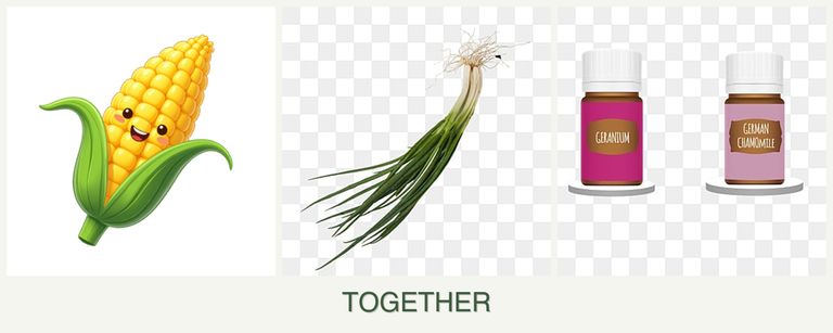 Can you plant corn, chives and geraniums together?