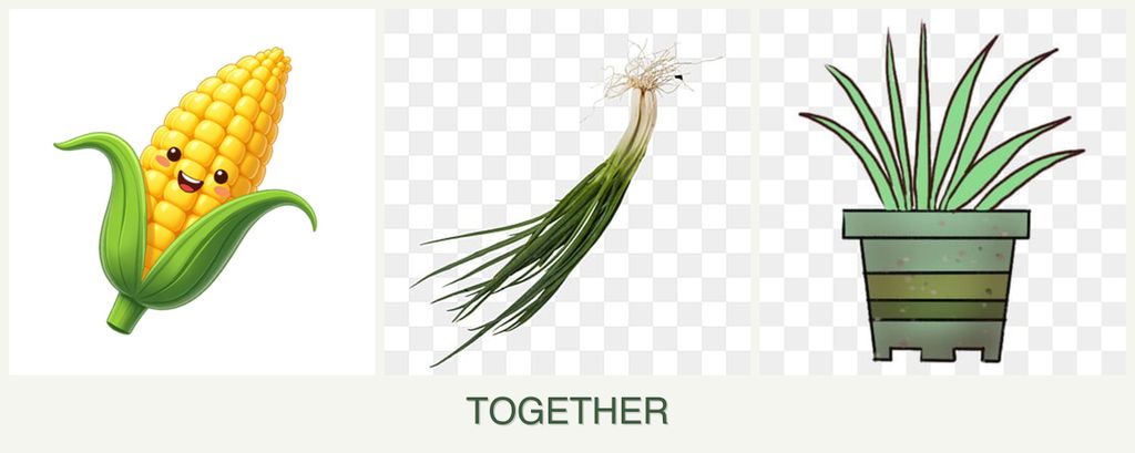 Can you plant corn, chives and lemongrass together?