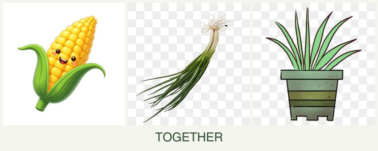Can you plant corn, chives and lemongrass together?