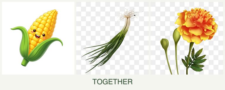 Can you plant corn, chives and marigolds together?