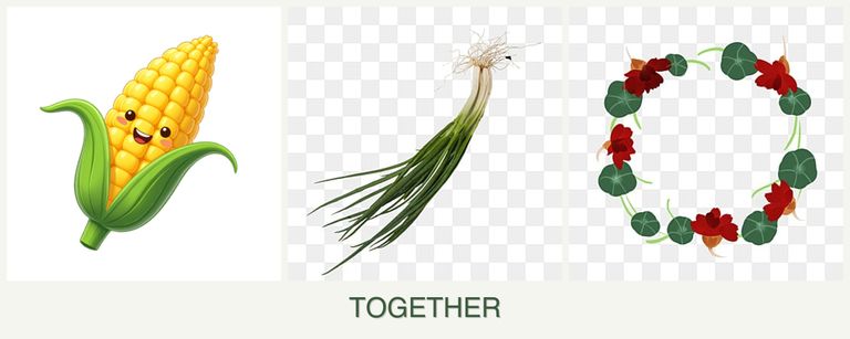 Can you plant corn, chives and nasturtiums together?