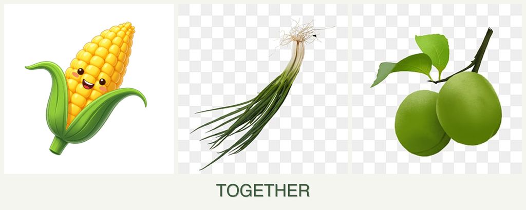 Can you plant corn, chives and plums together?