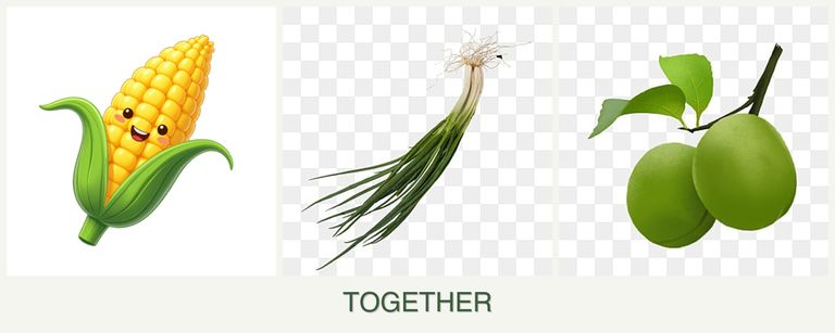 Can you plant corn, chives and plums together?