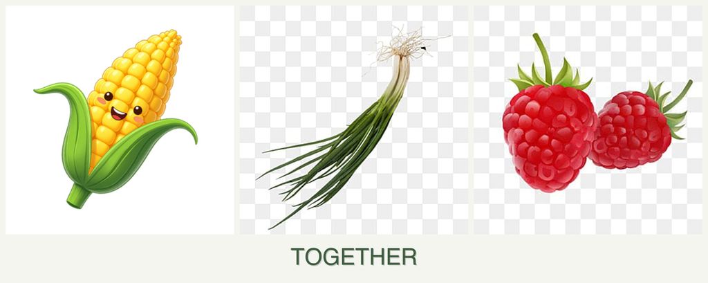 Can you plant corn, chives and raspberries together?