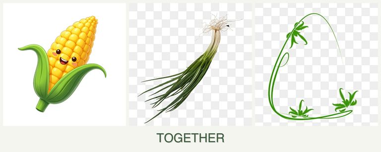 Can you plant corn, chives and tarragon together?