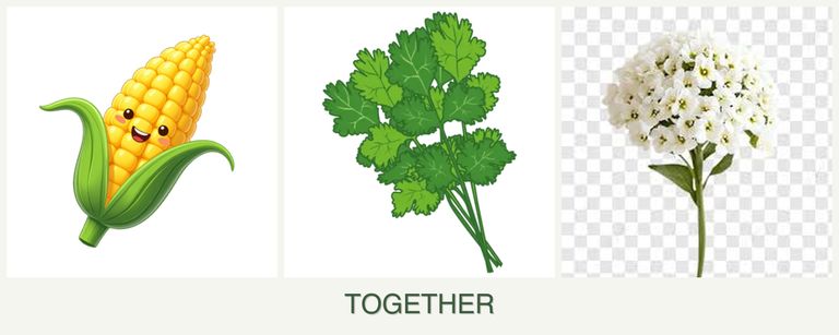 Can you plant corn, cilantro and alyssum together?