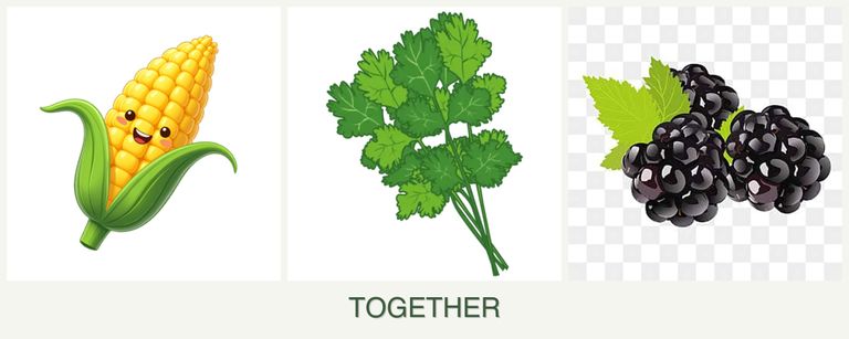 Can you plant corn, cilantro and blackberries together?