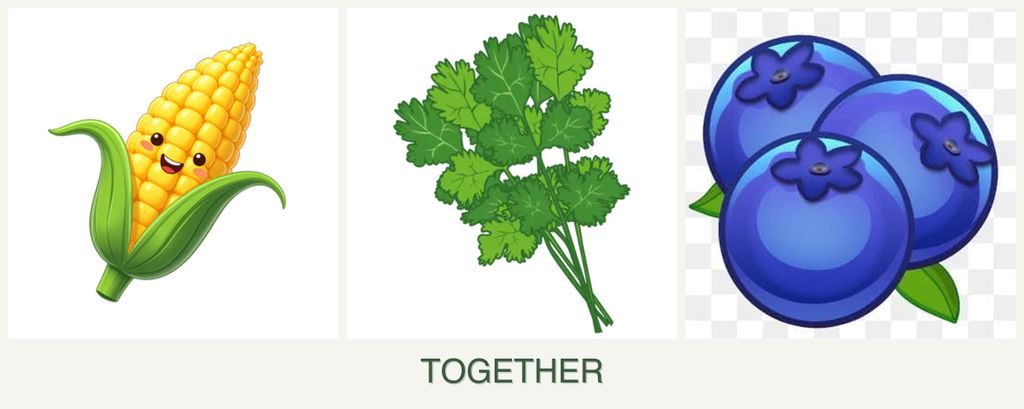 Can you plant corn, cilantro and blueberries together?