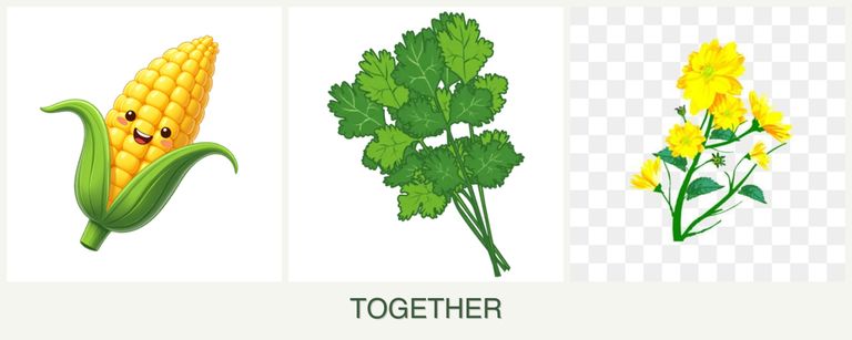 Can you plant corn, cilantro and calendula together?