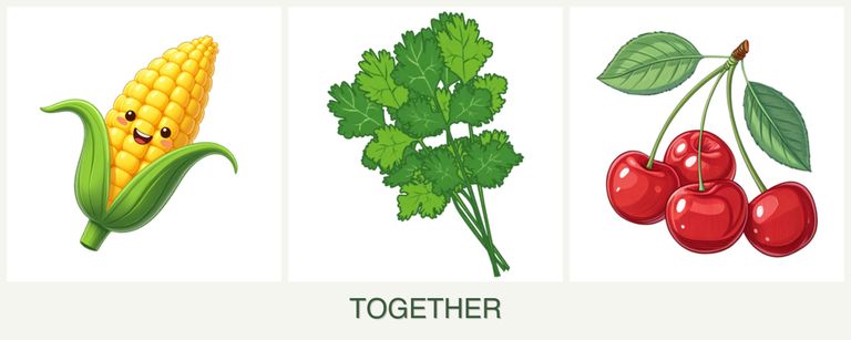 Can you plant corn, cilantro and cherries together?