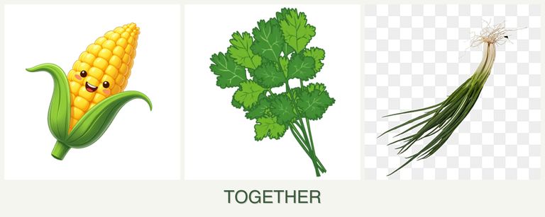 Can you plant corn, cilantro and chives together?