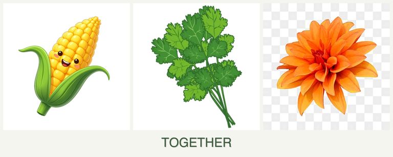Can you plant corn, cilantro and dahlias together?