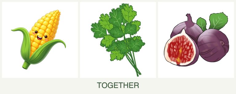 Can you plant corn, cilantro and figs together?