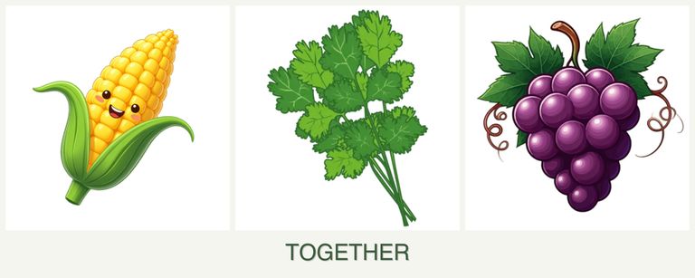 Can you plant corn, cilantro and grapes together?