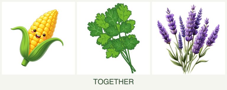 Can you plant corn, cilantro and lavender together?