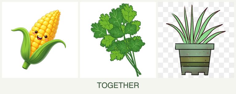 Can you plant corn, cilantro and lemongrass together?